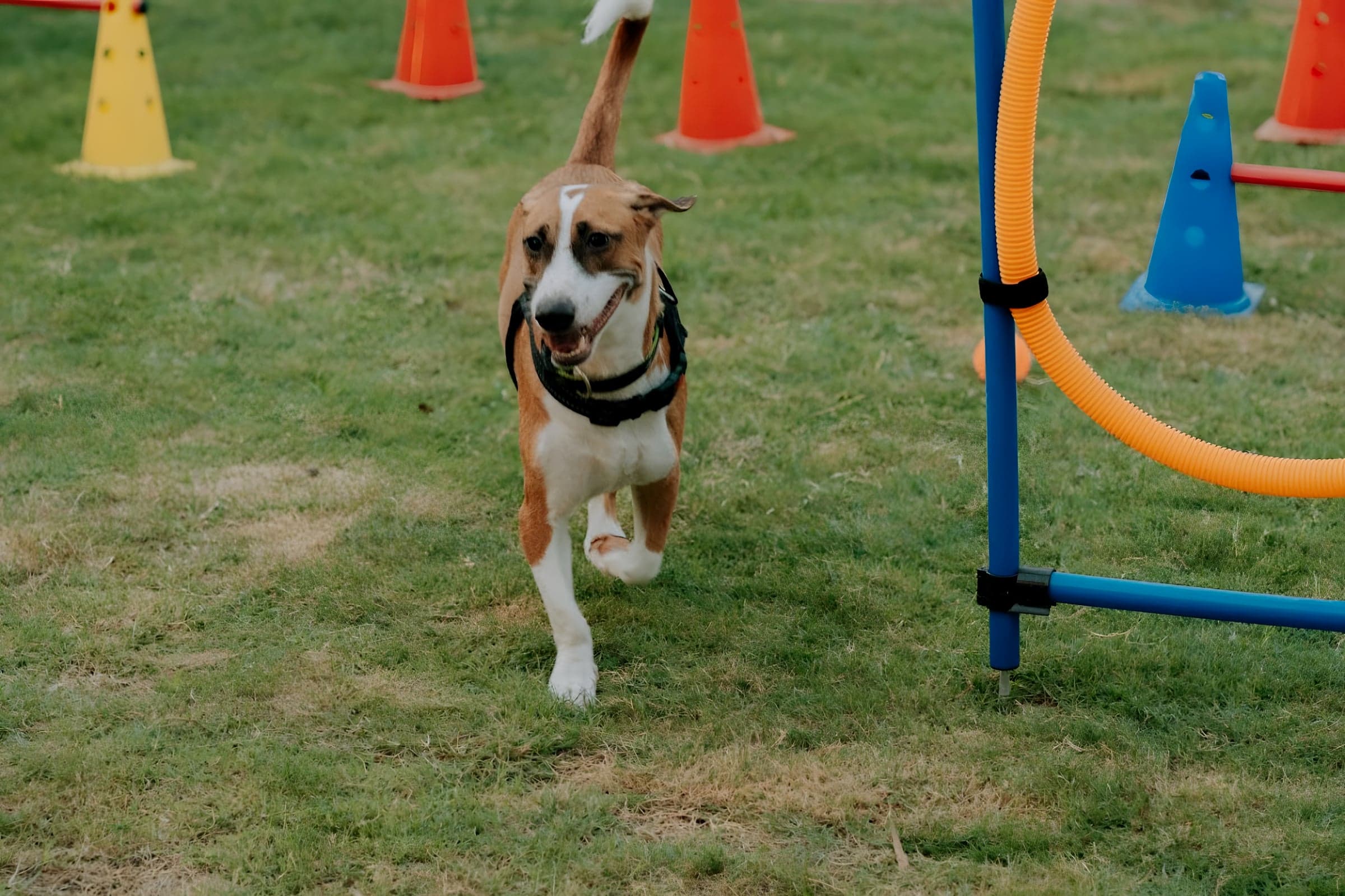 A dog trotting past agility hoops and cones on the lawn