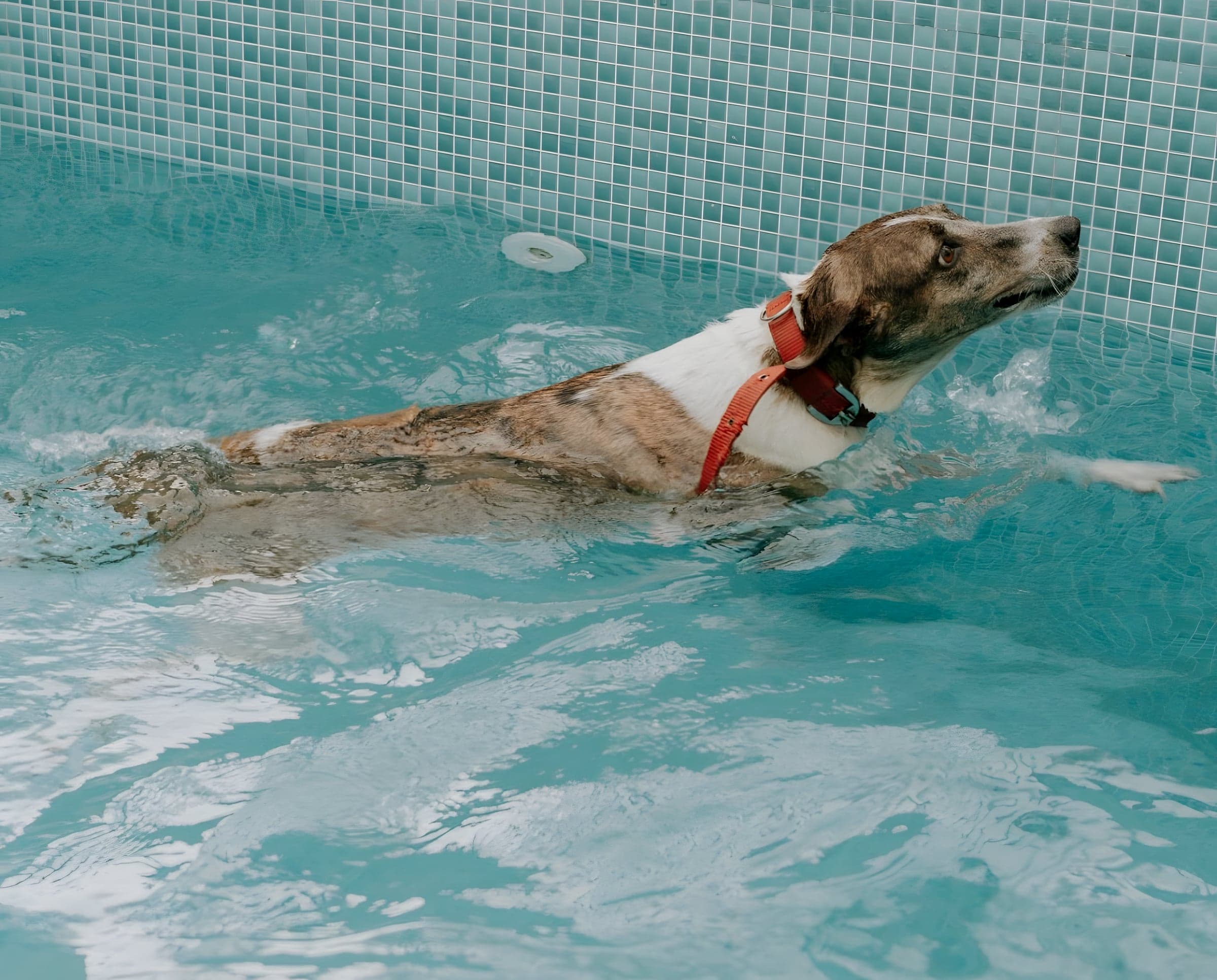 A dog paddling across the pool