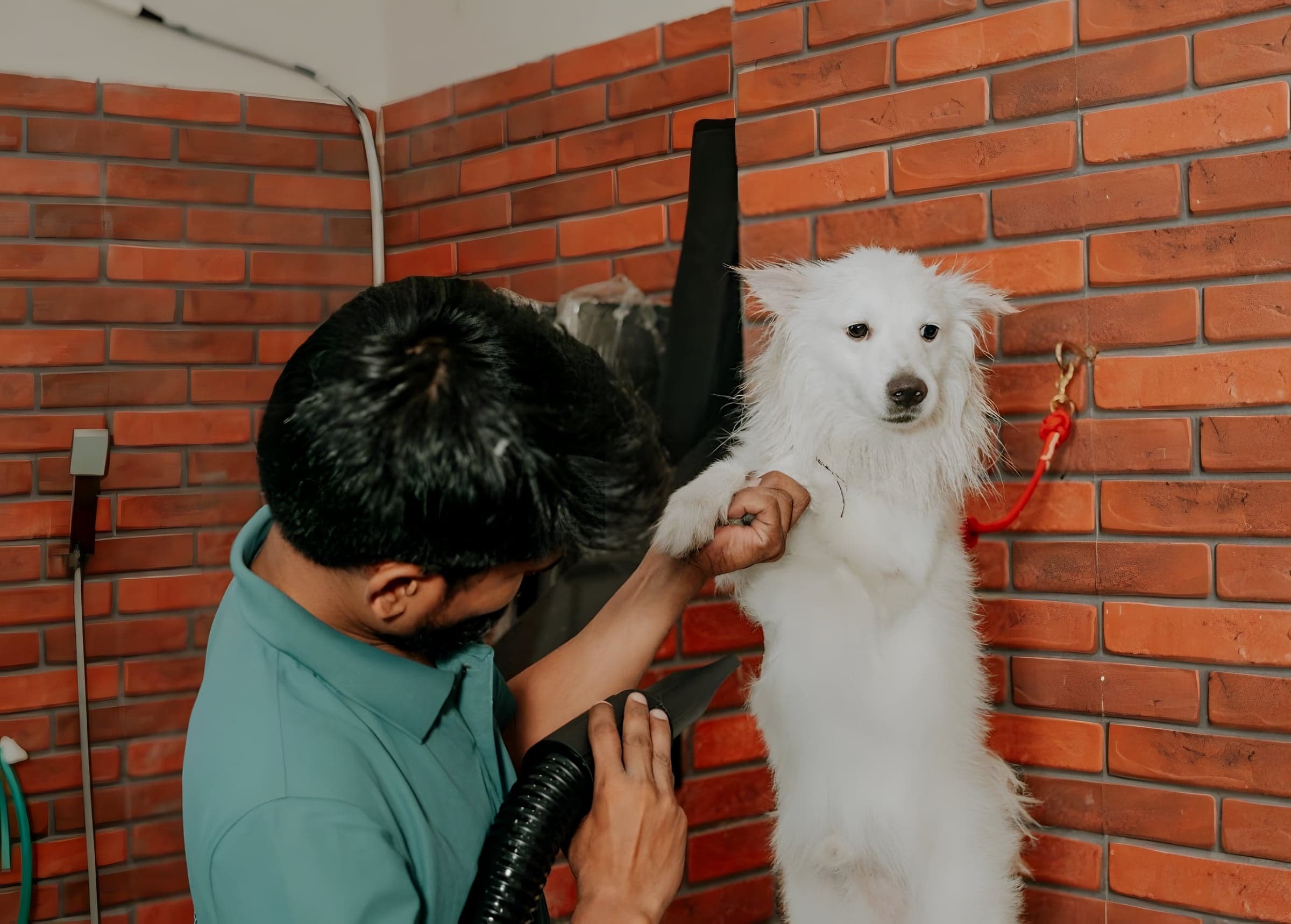 A groomer blow-drying a fluffy white dog