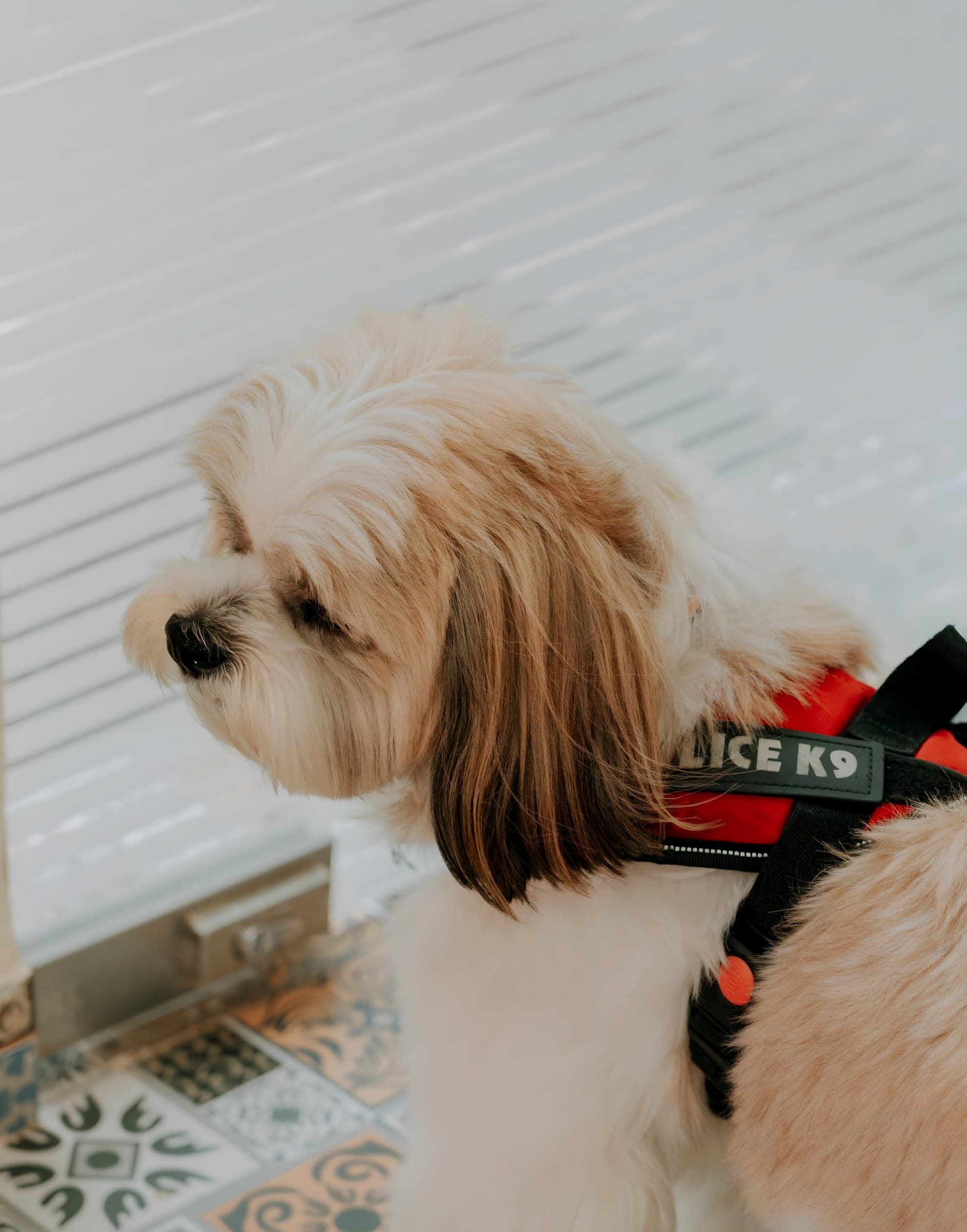 A freshly groomed Shih Tzu in a harness